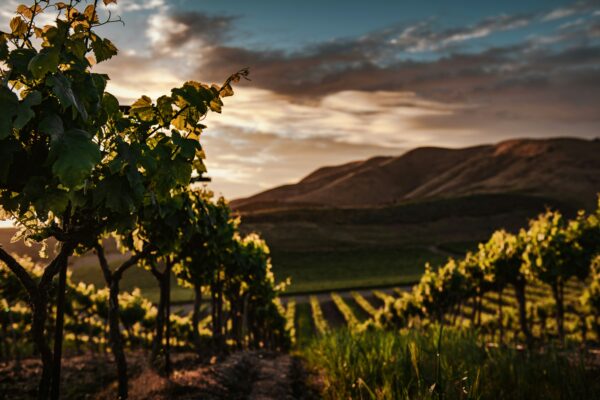 Colline del Valdobbiadene On the road in cantina