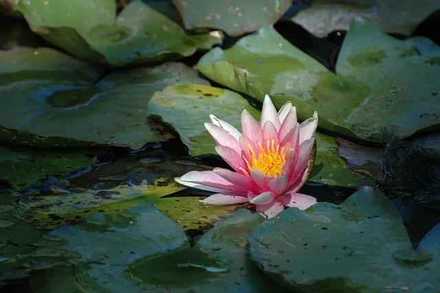 Giverny e Claude Monet. Ninfa Giardino D'acqua