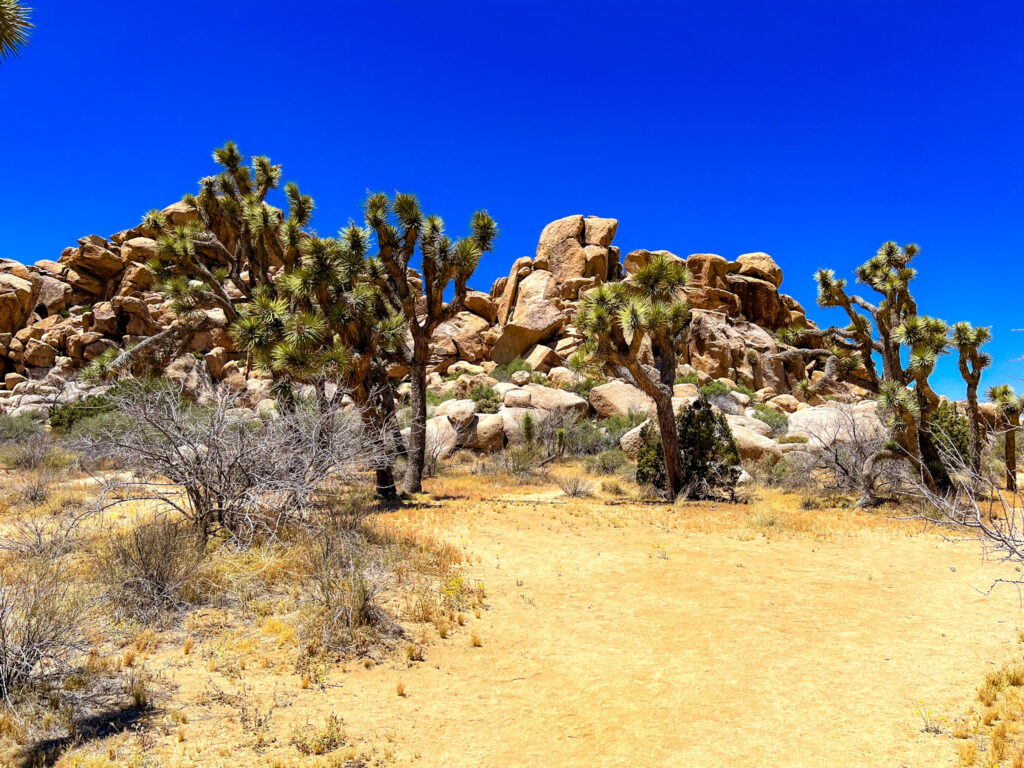 Itinerario Joshua Tree un giorno