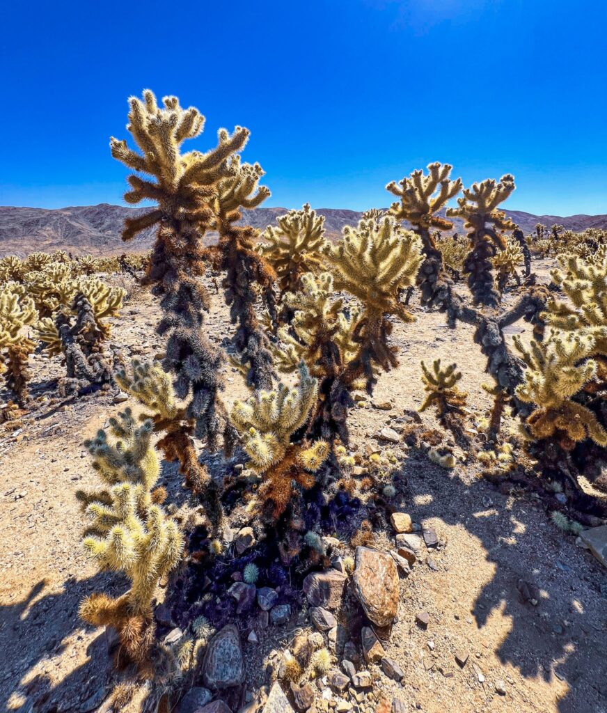 Itinerario Joshua Tree un giorno